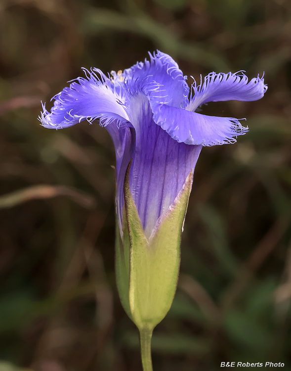 Gentianopsis_crinita