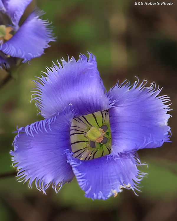 Gentianopsis_crinita