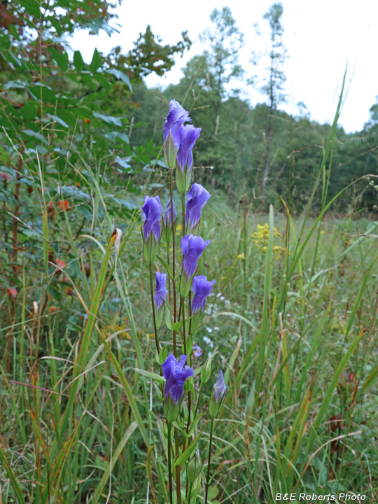 Fringed_gentian_habitat