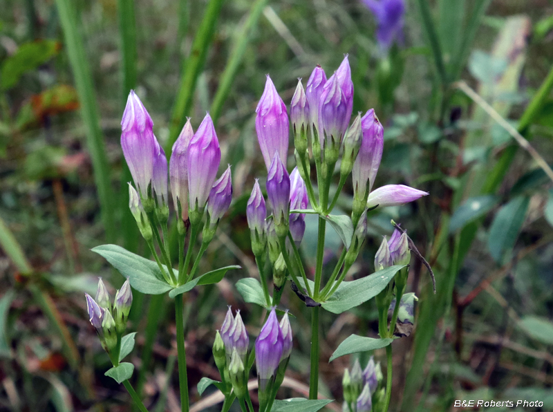 Stiff_gentian