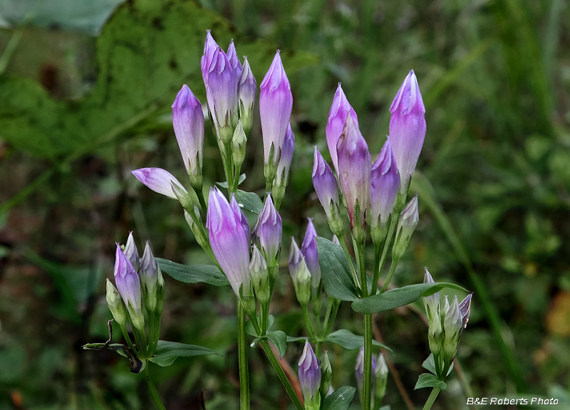 Stiff_gentian