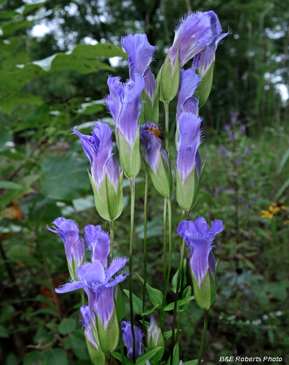 Fringed_gentian