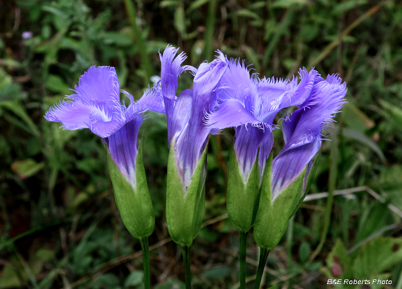 Fringed_gentian