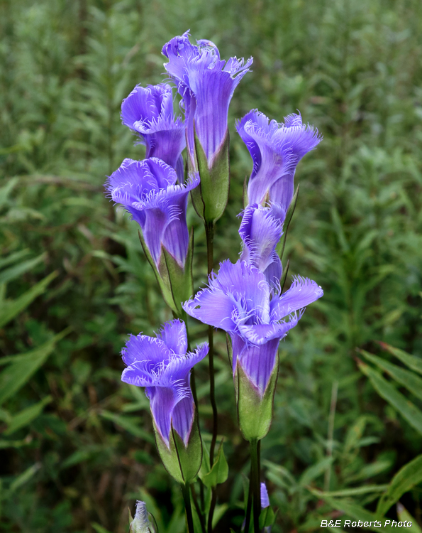 Fringed_gentian