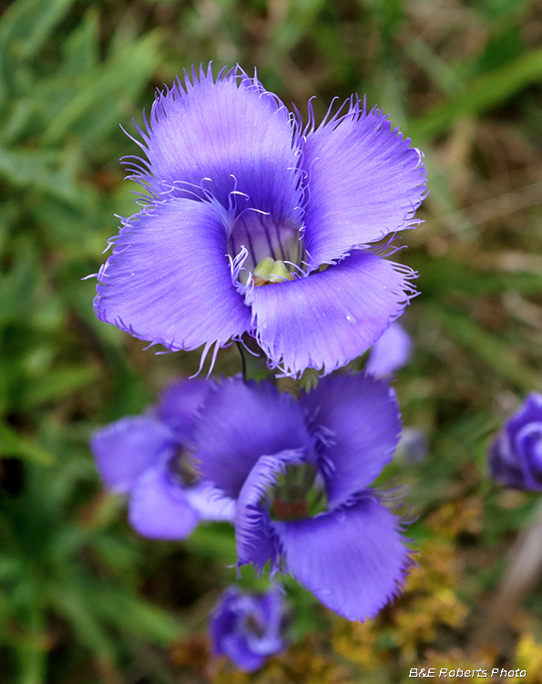 Fringed_gentian