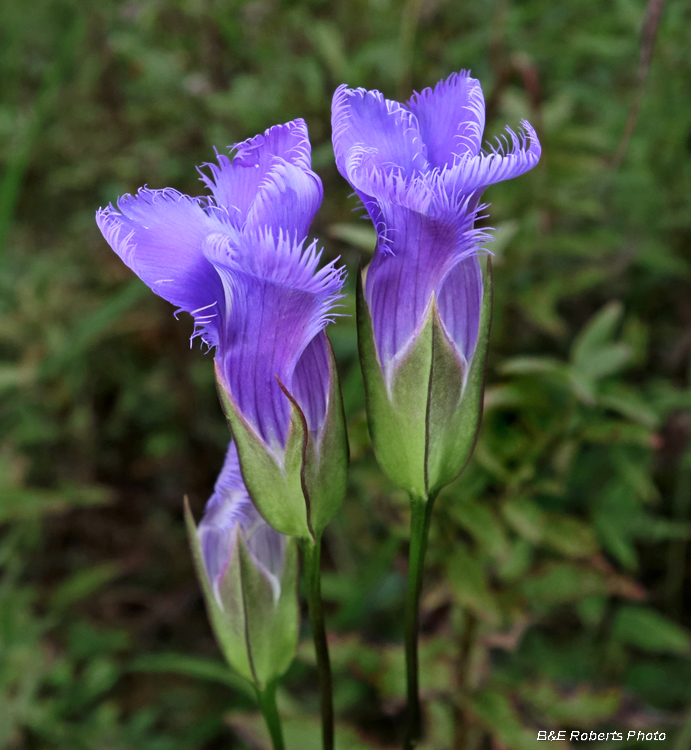 Fringed_gentian