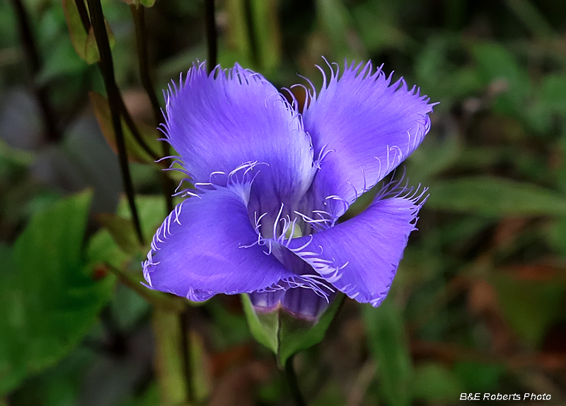 Fringed_gentian