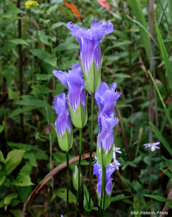 Fringed_gentian