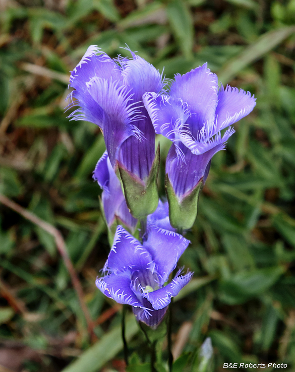 Gentianopsis_crinita