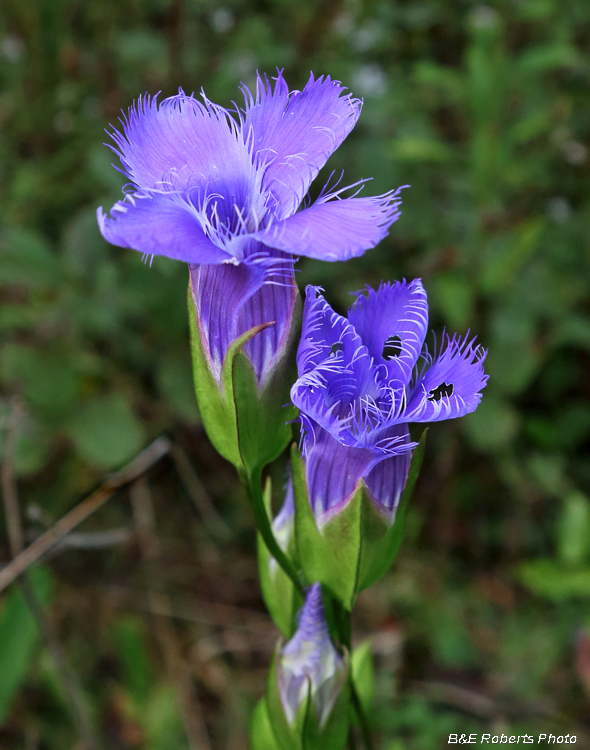 Gentianopsis_crinita