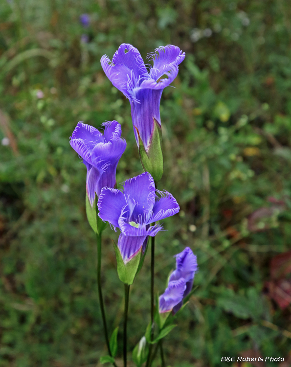 Gentianopsis_crinita