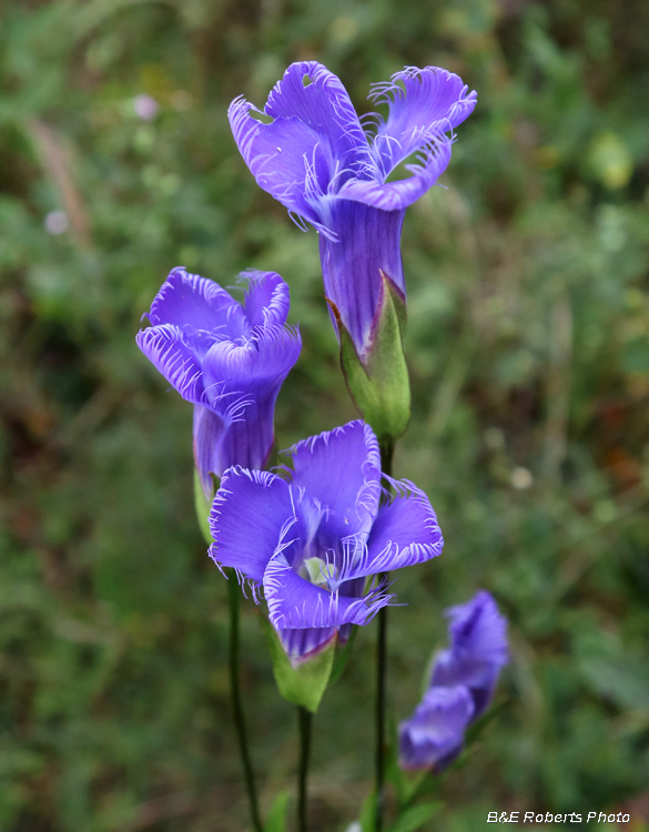 Gentianopsis_crinita