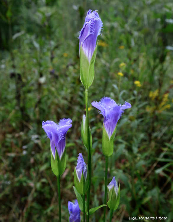 Fringed_gentian