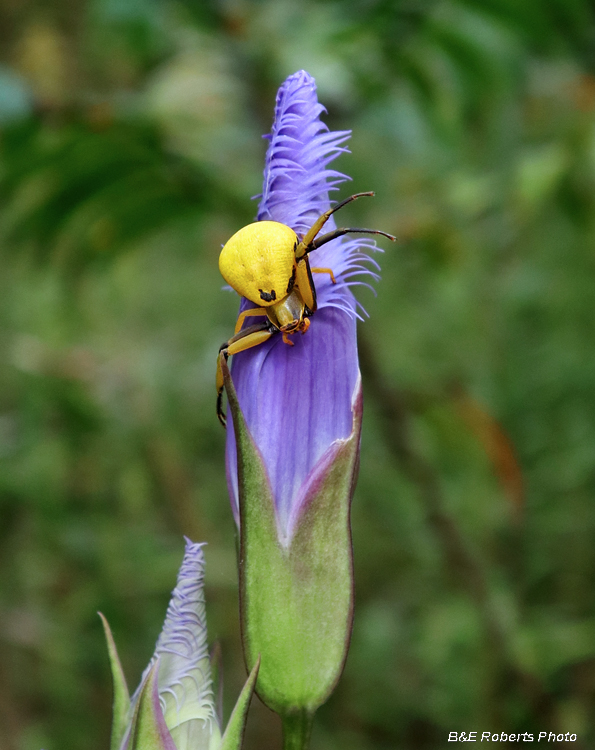 Crab_spider