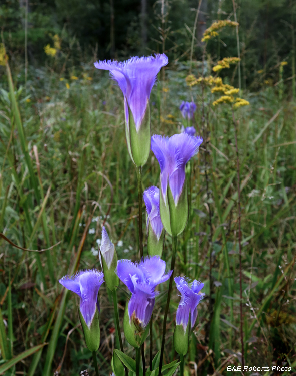 Fringed_gentian