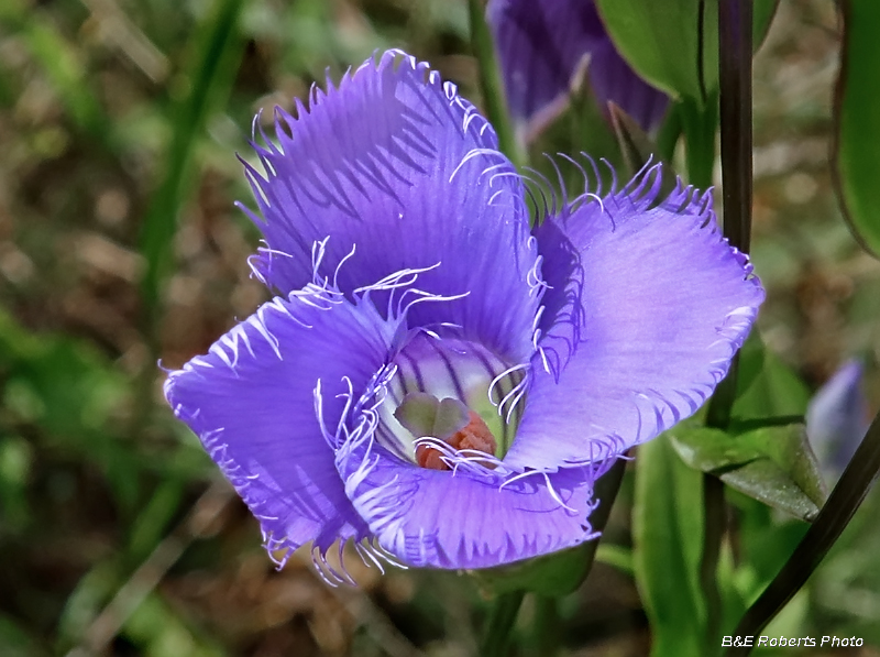 Fringed_gentian