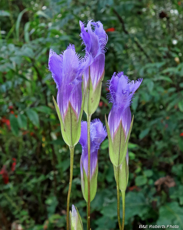 Gentianopsis_crinita