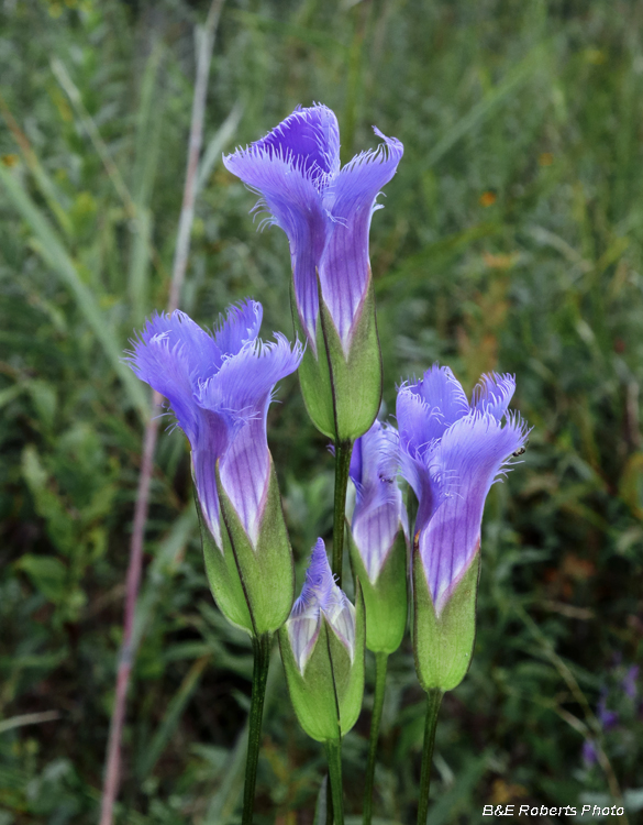 Gentianopsis_crinita