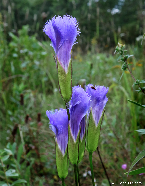 Gentianopsis_crinita