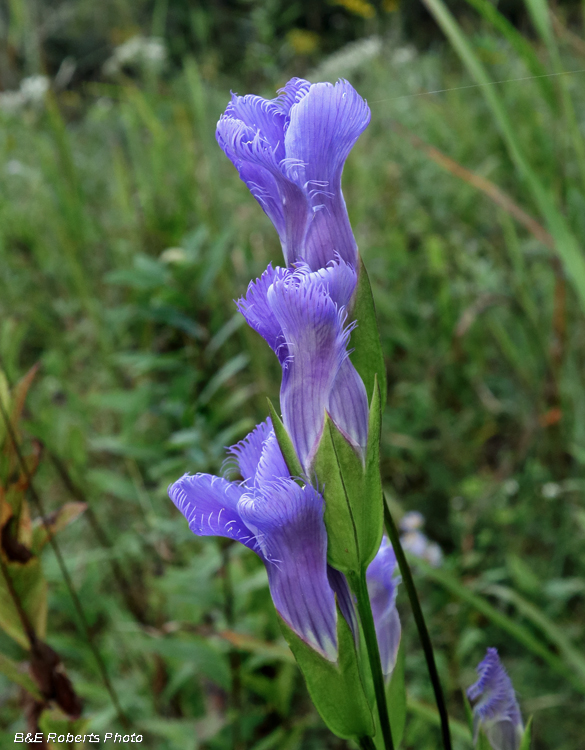 Gentianopsis_crinita