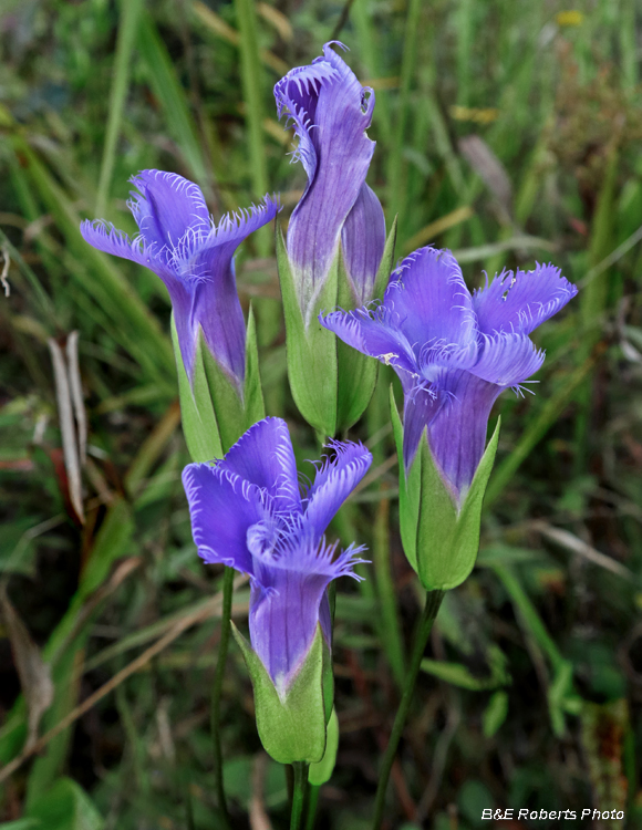 Gentianopsis_crinita