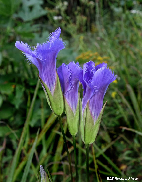 Gentianopsis_crinita