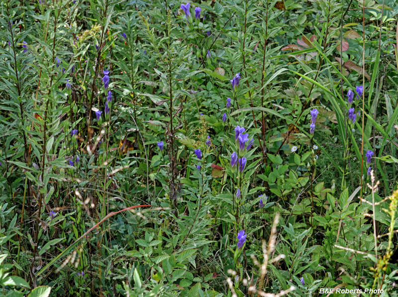 Gentianopsis_crinita