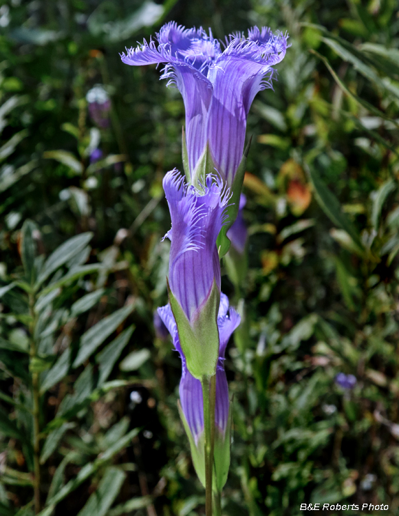 Gentianopsis_crinita