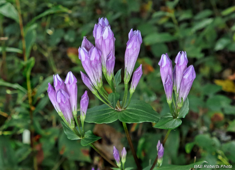 Gentianella_quinquefolia