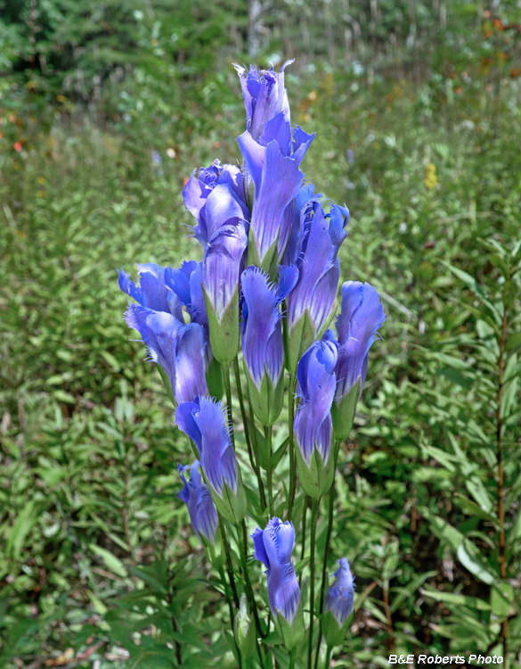 Gentianopsis_crinita