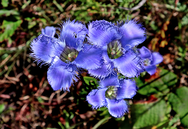 Gentianopsis_crinita