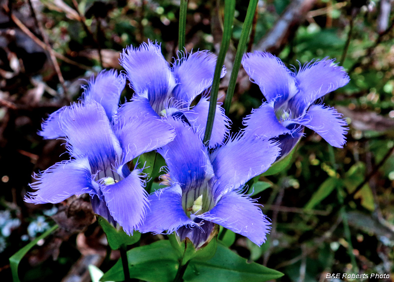 Gentianopsis_crinita