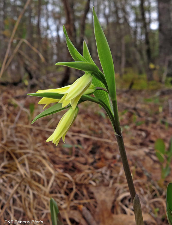 Bellwort