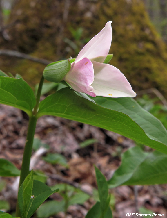 Trillium