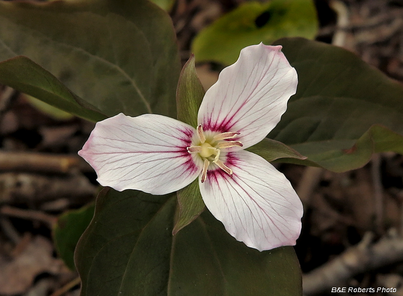 Painted_trillium