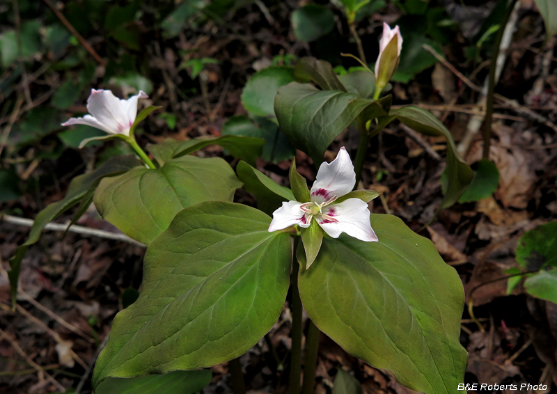 Painted_trillium