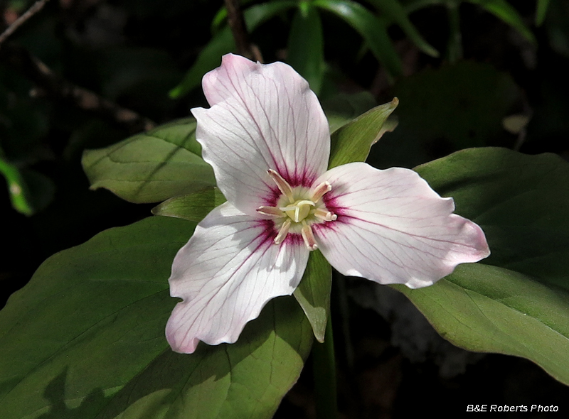 Painted_trillium