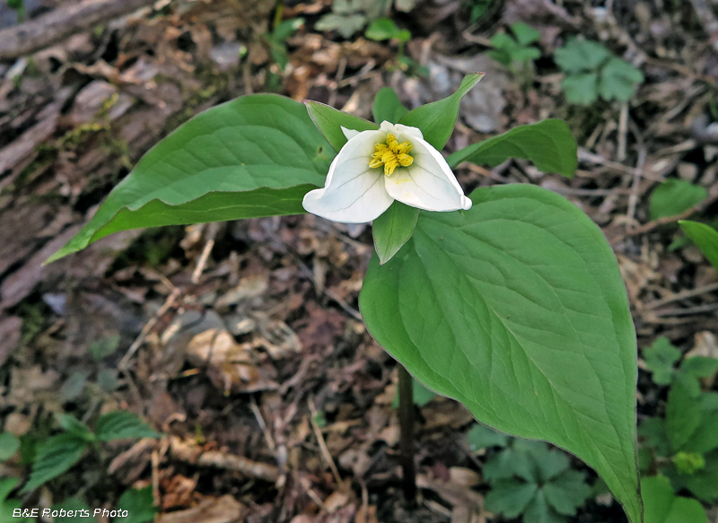 Trillium