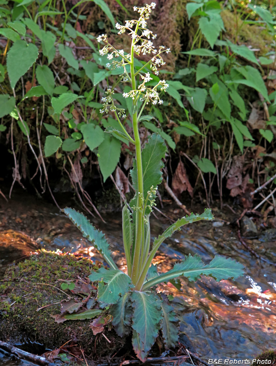 Brook Lettuce