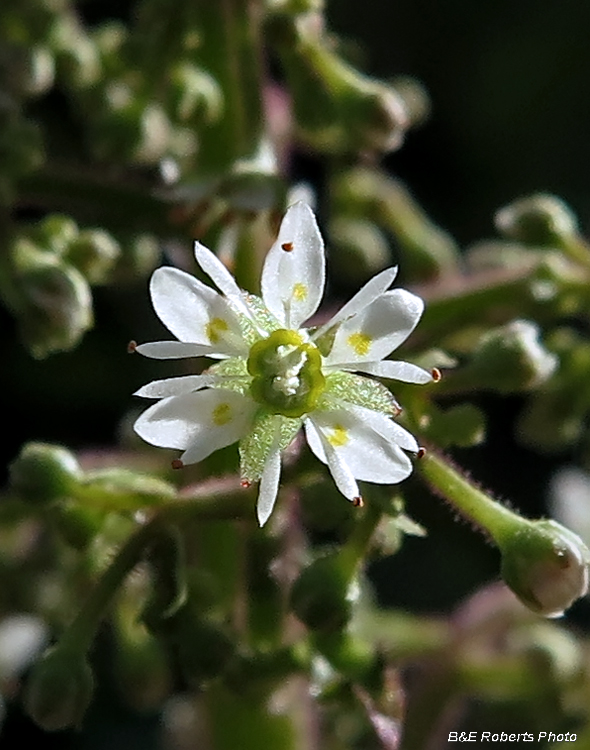 Flower_detail