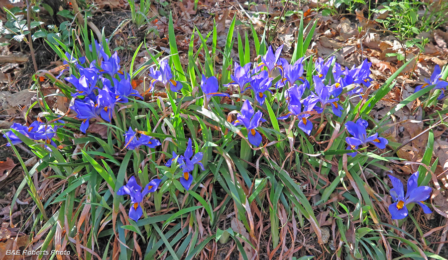 Dwarf_Iris