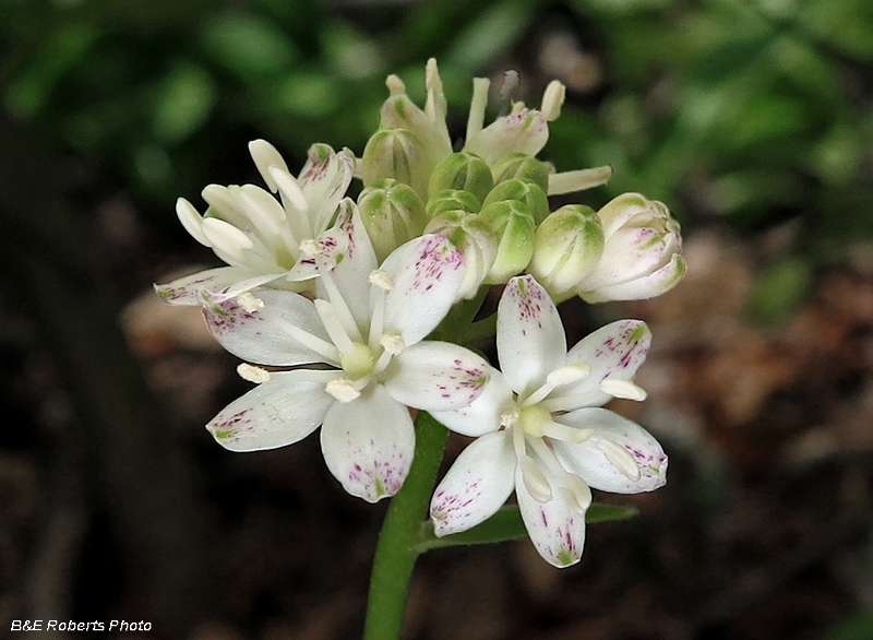 Clintonia