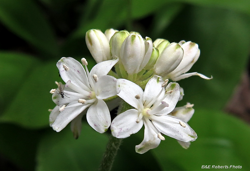 Clintonia