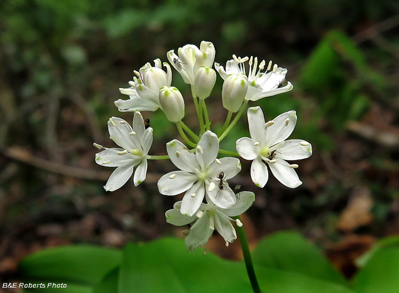 Clintonia