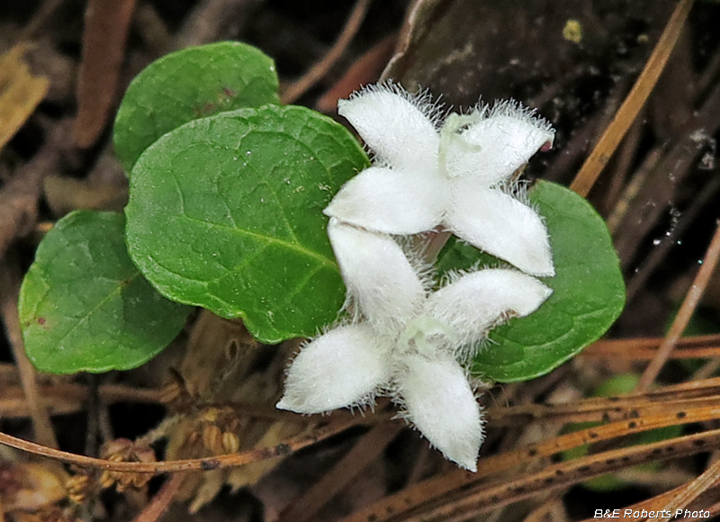 Partridge_Berry