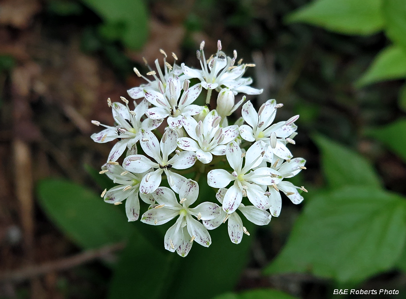 Clintonia