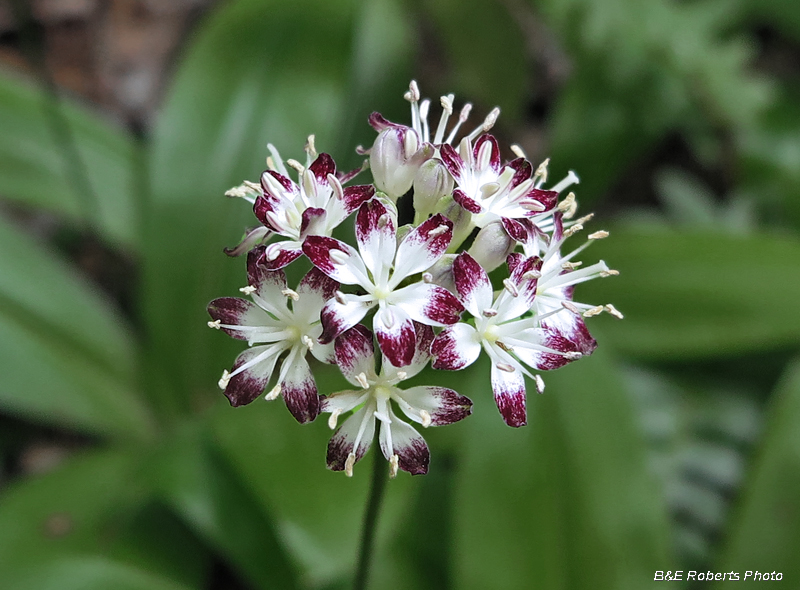 Clintonia