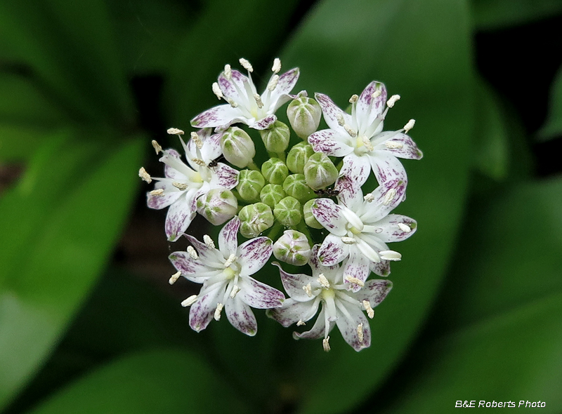 Clintonia