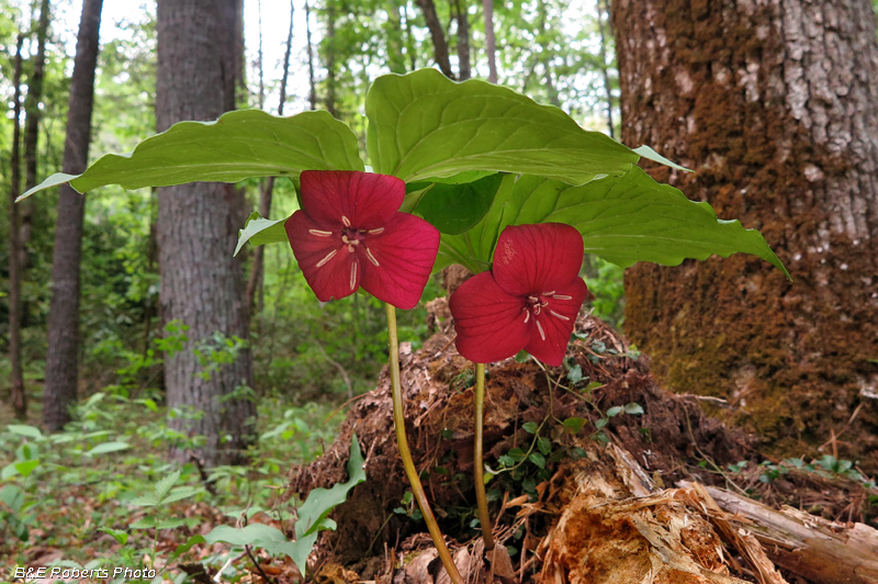 Vasey_Trilliums