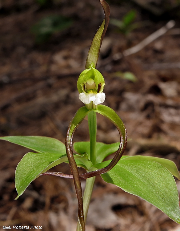 Pogonia